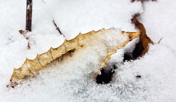 Leaf in snow