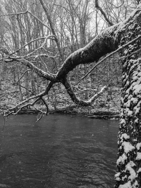 Leaning tree along South Fork of Holston River