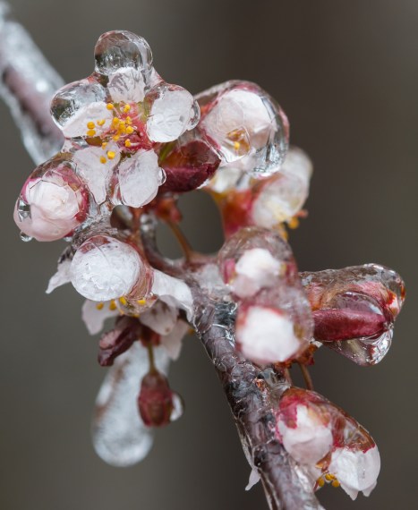 Plum blossoms in ice