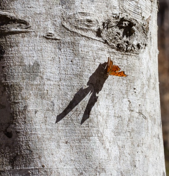 Question Mark on tree trunk