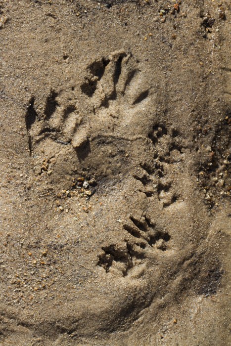 Raccoon and squirrel tracks