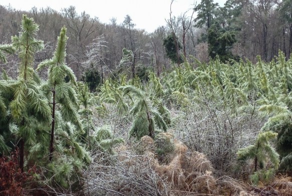 Sleeping pines in ice