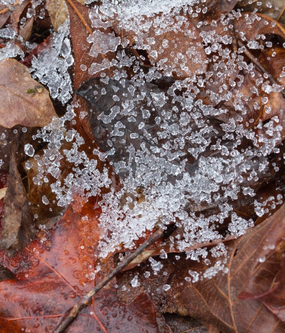 Spider web with ice pellets 1