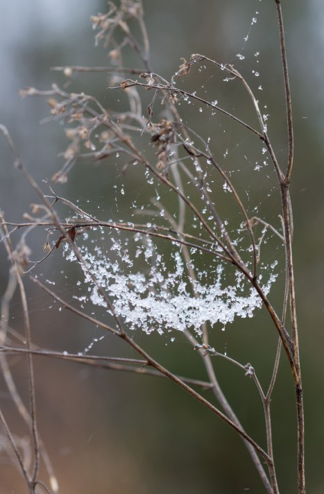 Spider web with ice pellets