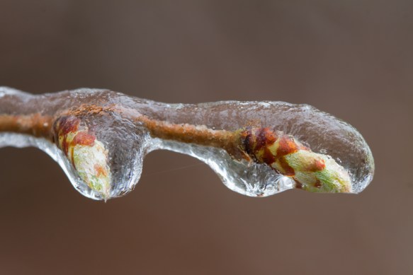 Tree buds coated in ice