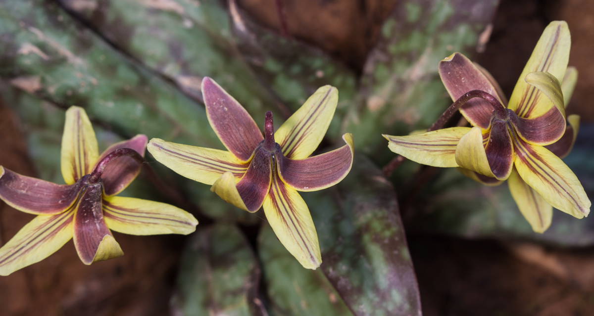 trout lilies top view