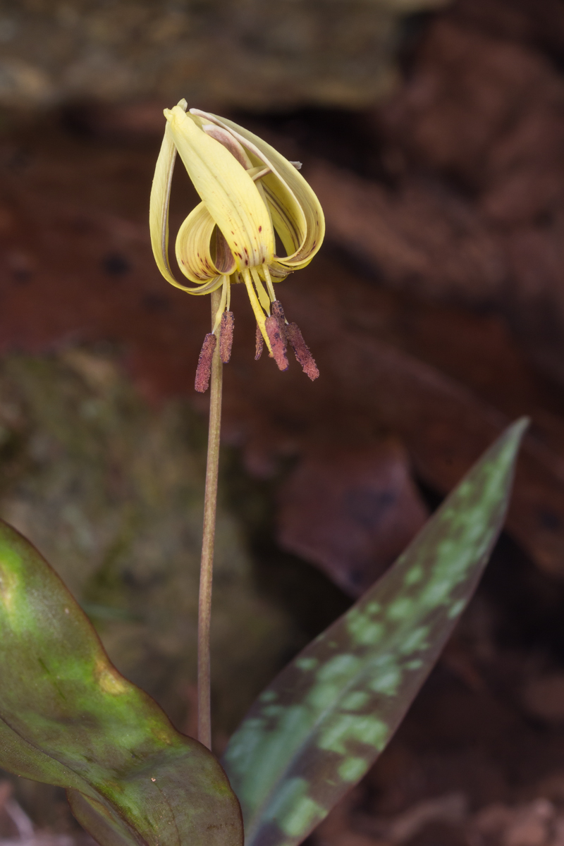 trout lily 2