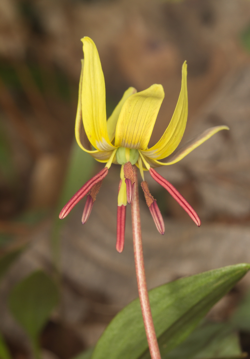 Trout Lily flower with recurved petals