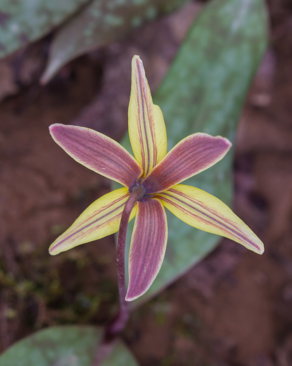 Trout lily top view with leaves 1