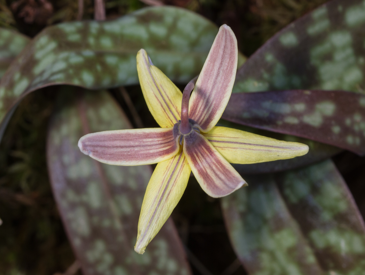 trout lily top view with leaves