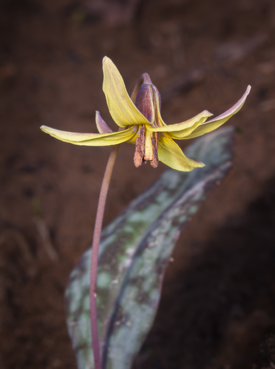 trout lily