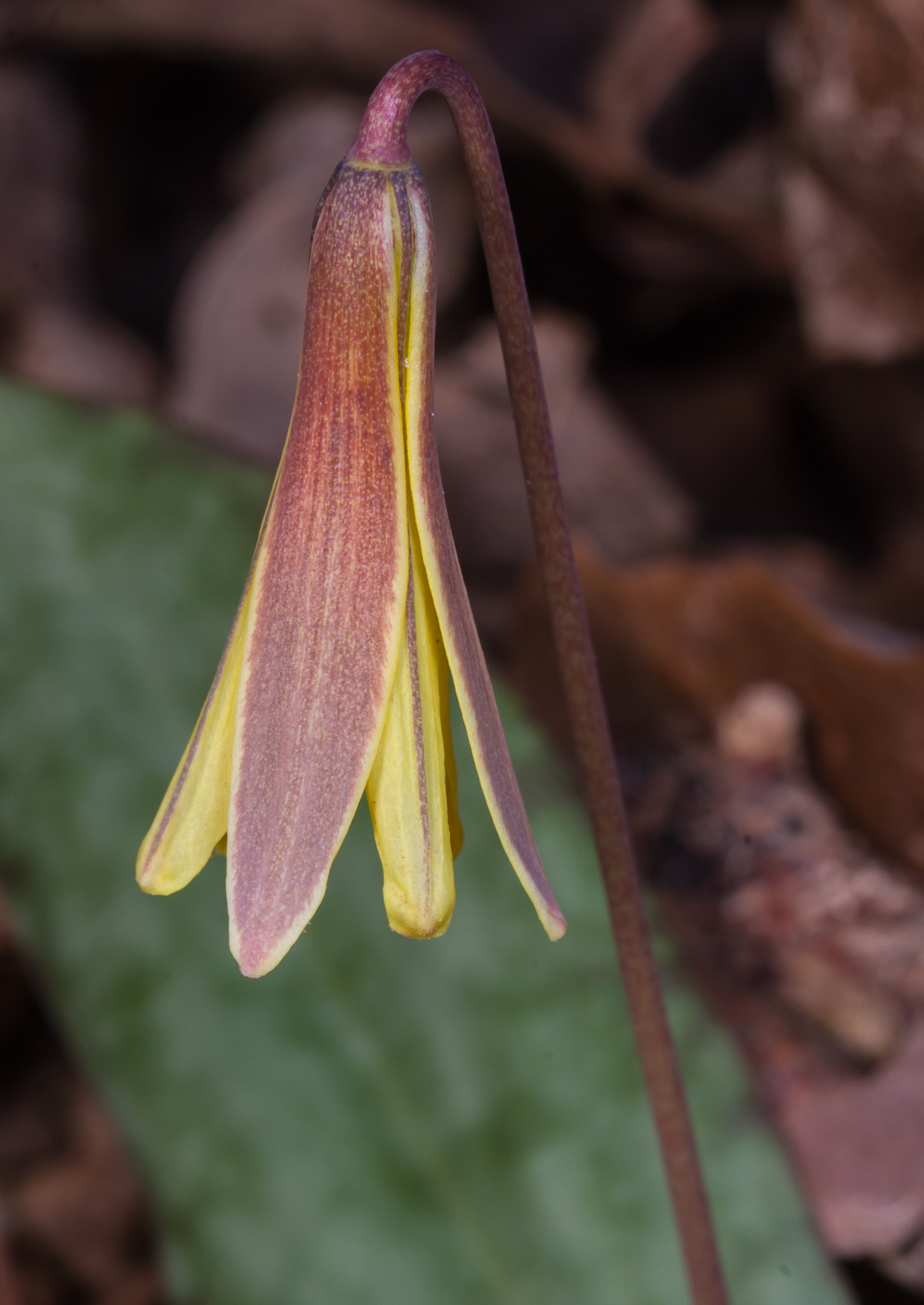 Unopened trout lily