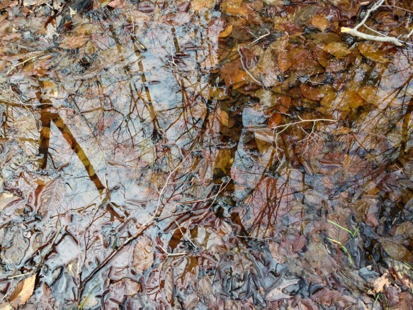 vernal pool reflection