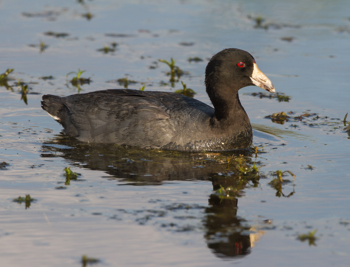 American Coot 1