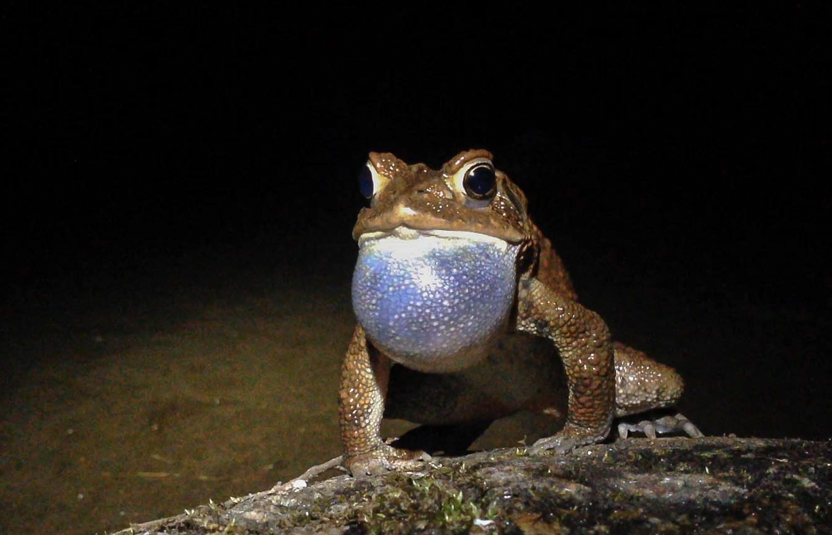 American Toad calling head-on