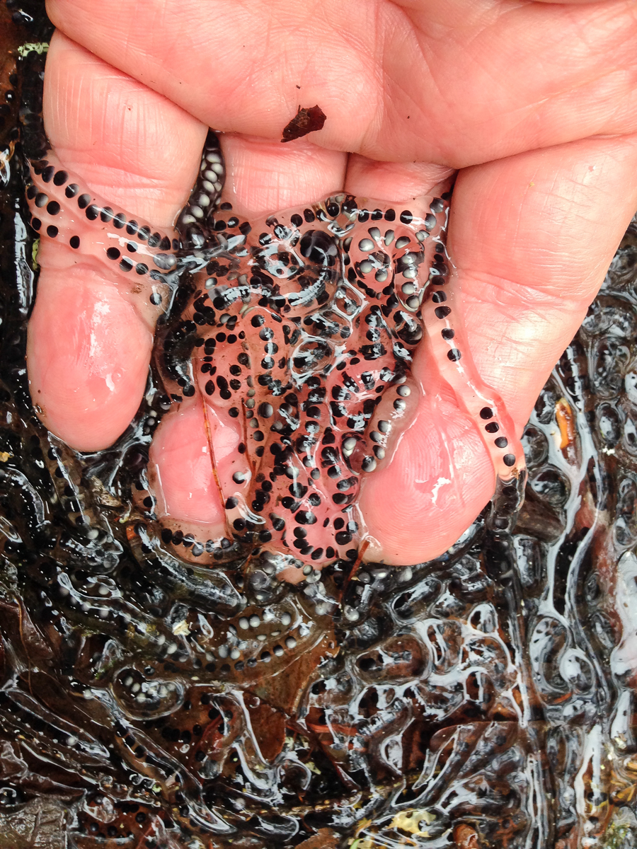 American Toad eggs