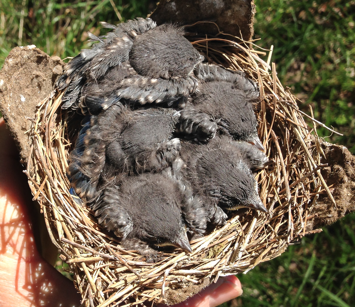 Baby Eastern Bluebirds 1