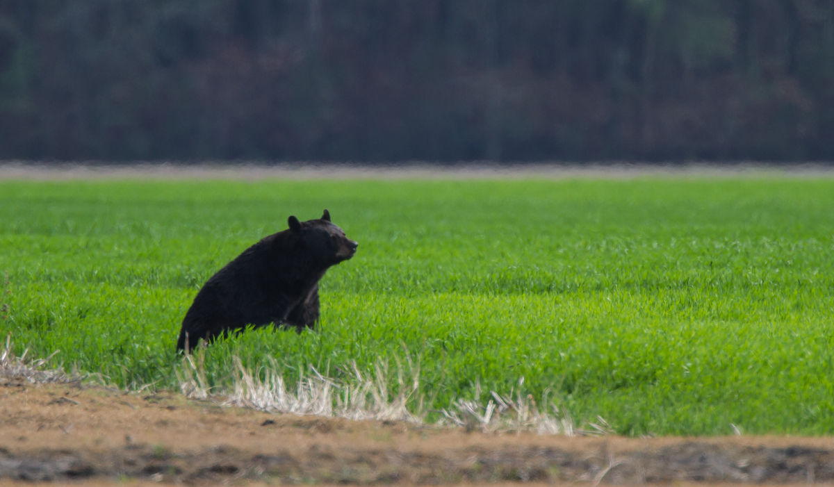 Black Bear eating wheat