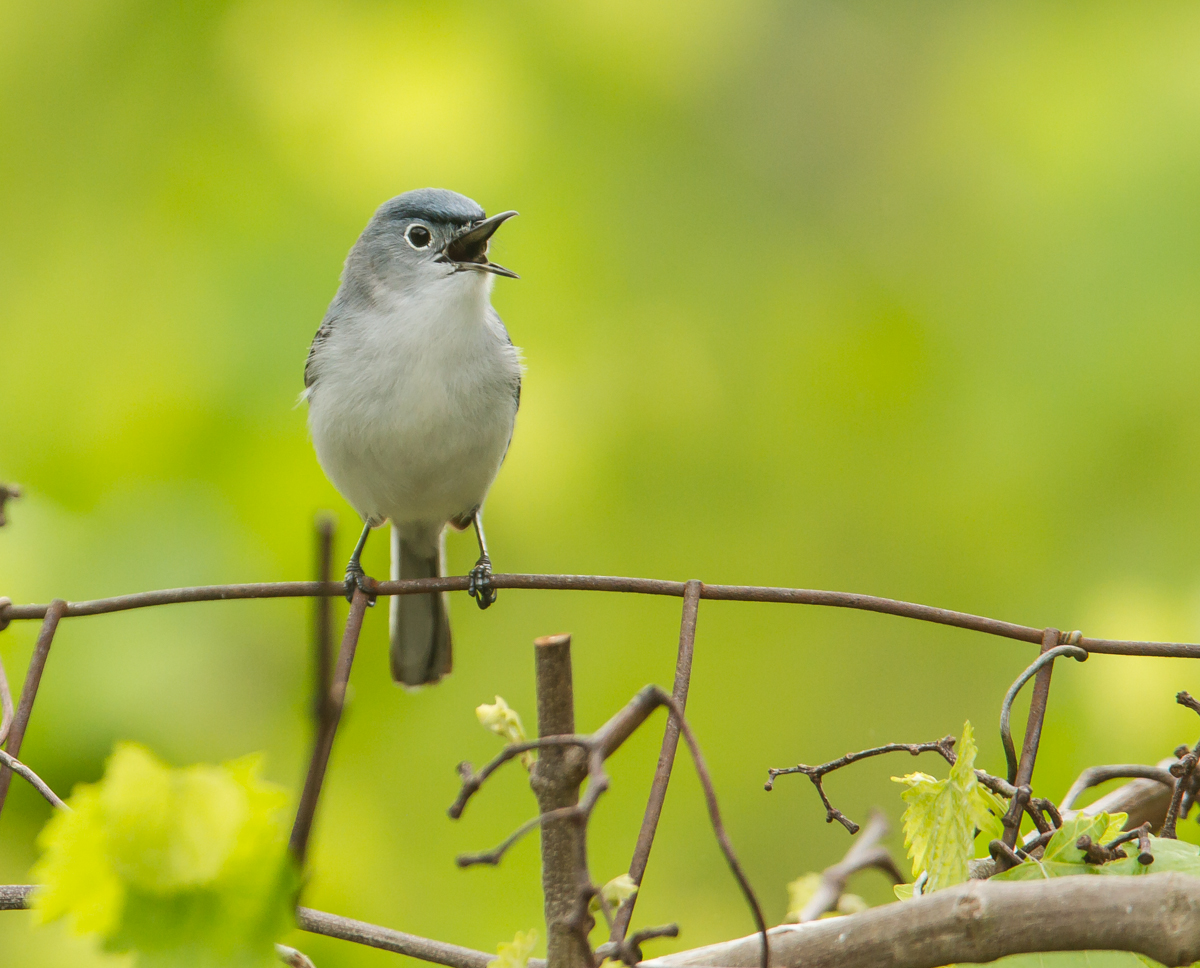 Blue-gray Gnatcatcher singing