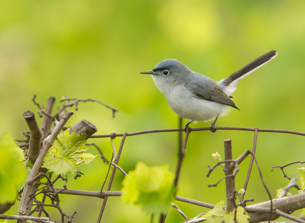 Blue-gray Gnatcatcher showiung their distinctive, and active, long tail (click photos to enlarge)