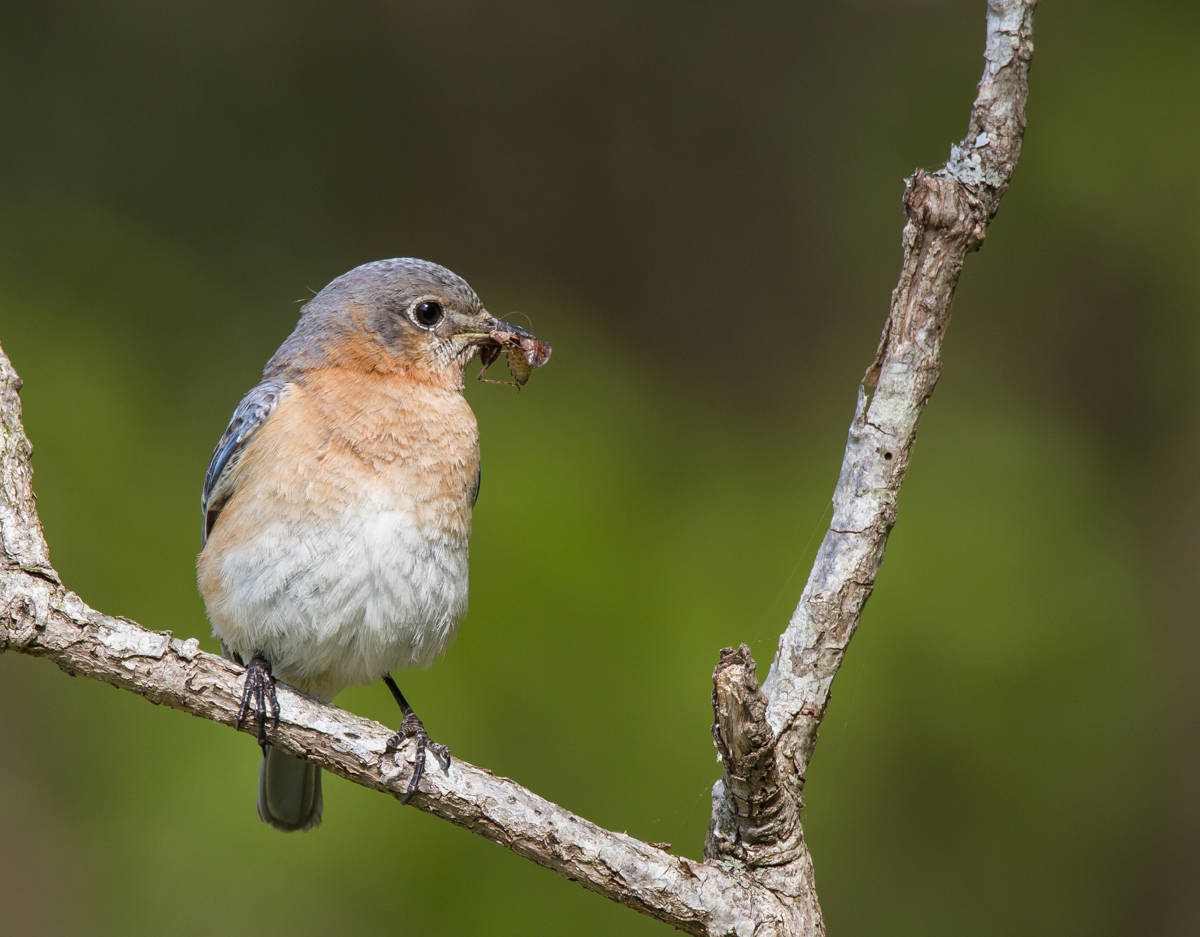 Bluebird with cricket and glow worm