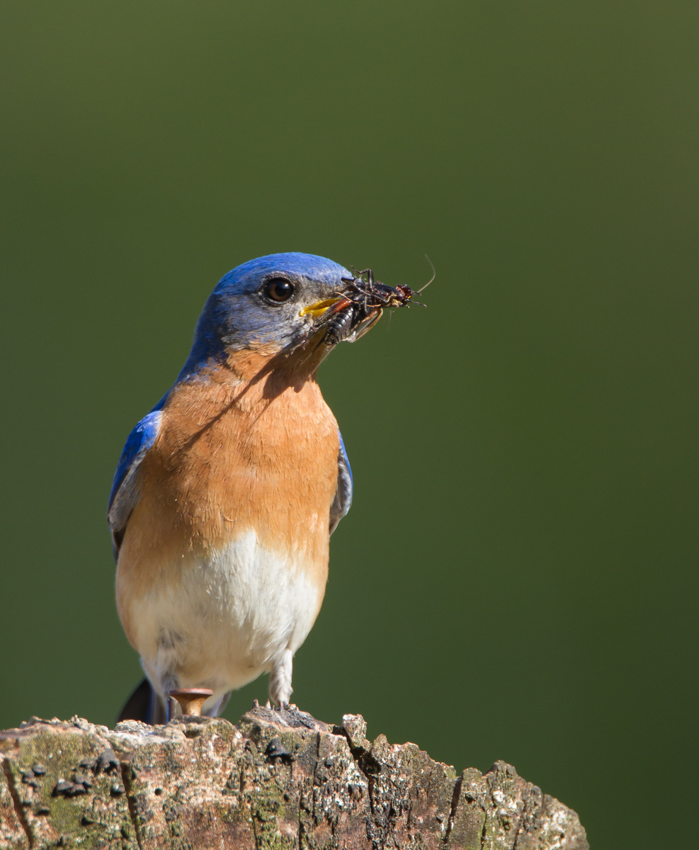 Bluebird with field cricket 2
