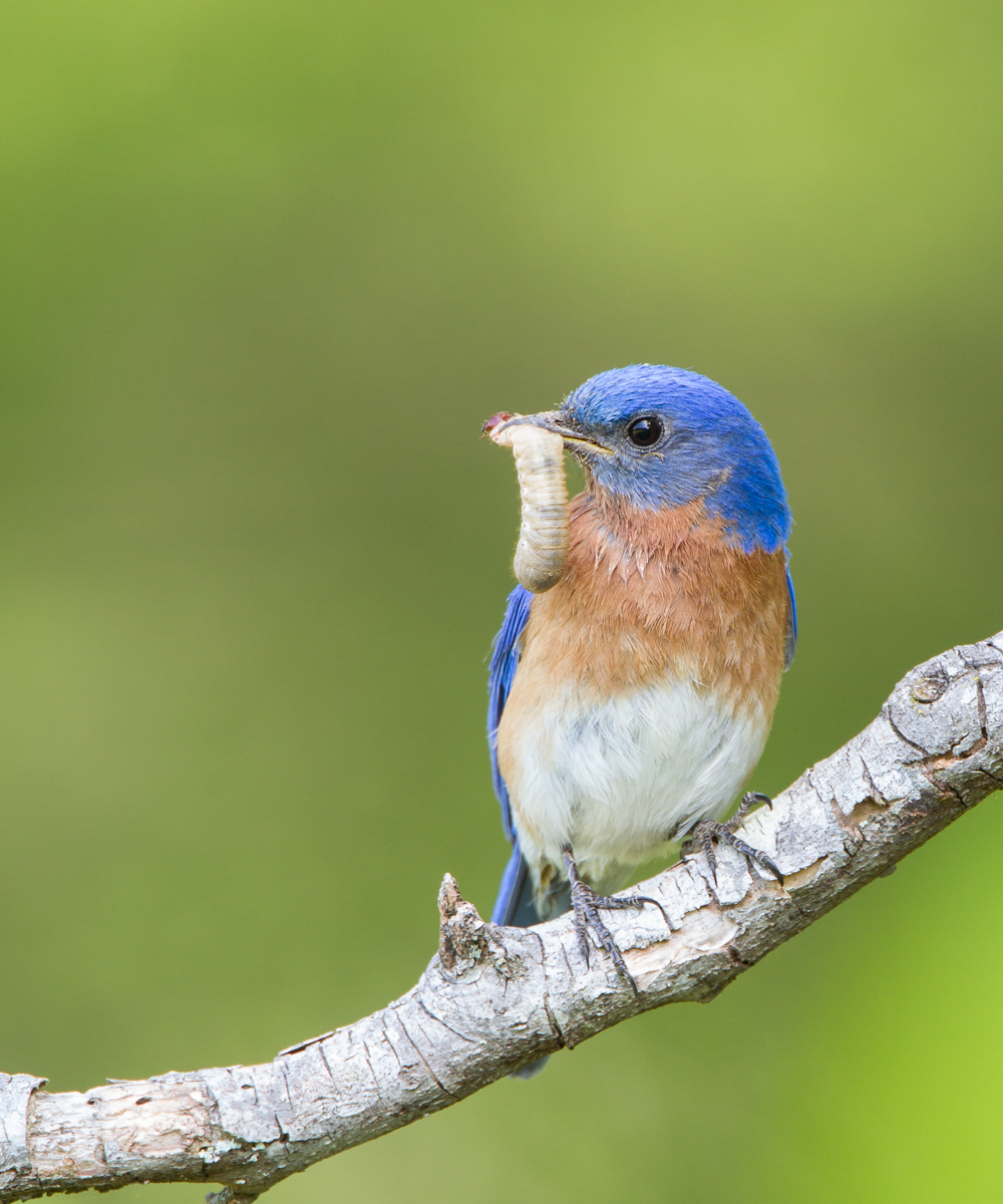 Bluebird with grub 3