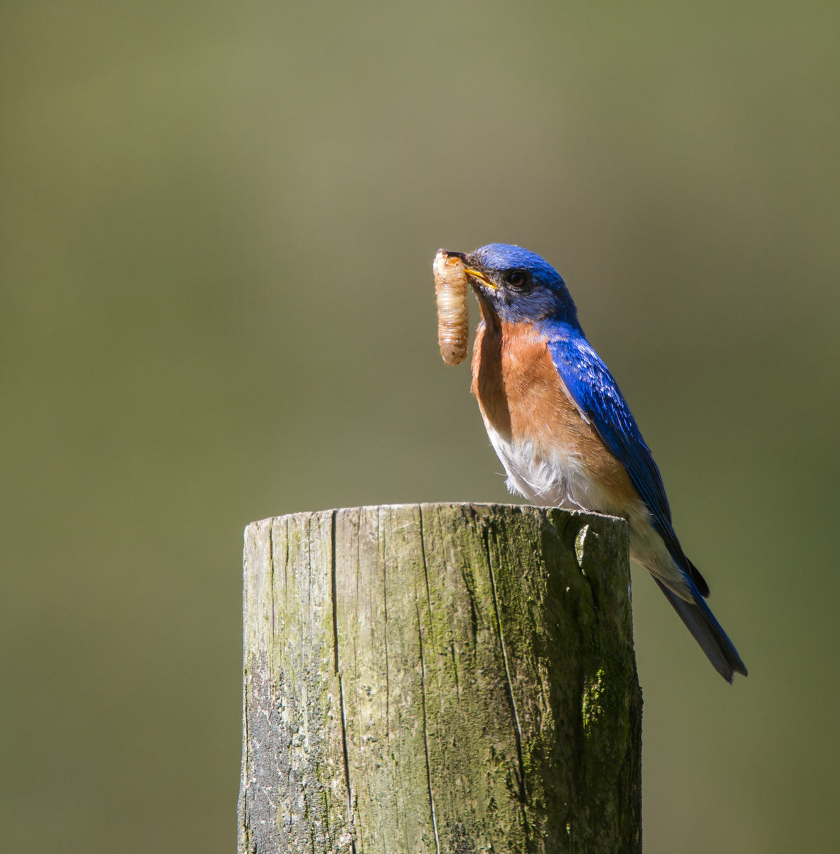 Bluebird with grub