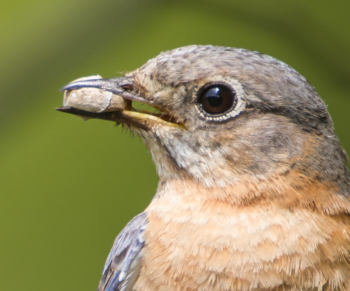 Bluebird with mystery item close up 1
