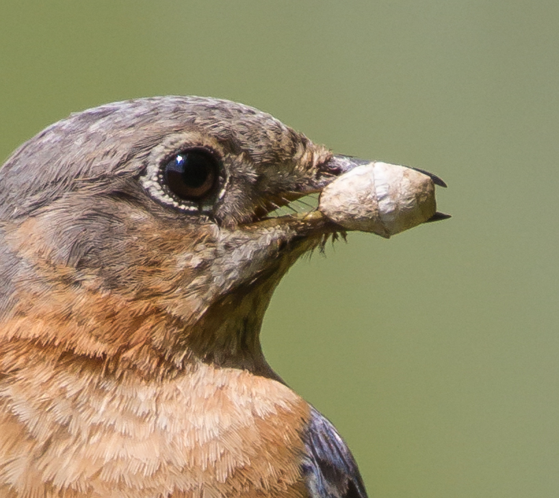 Bluebird with mystery item close up