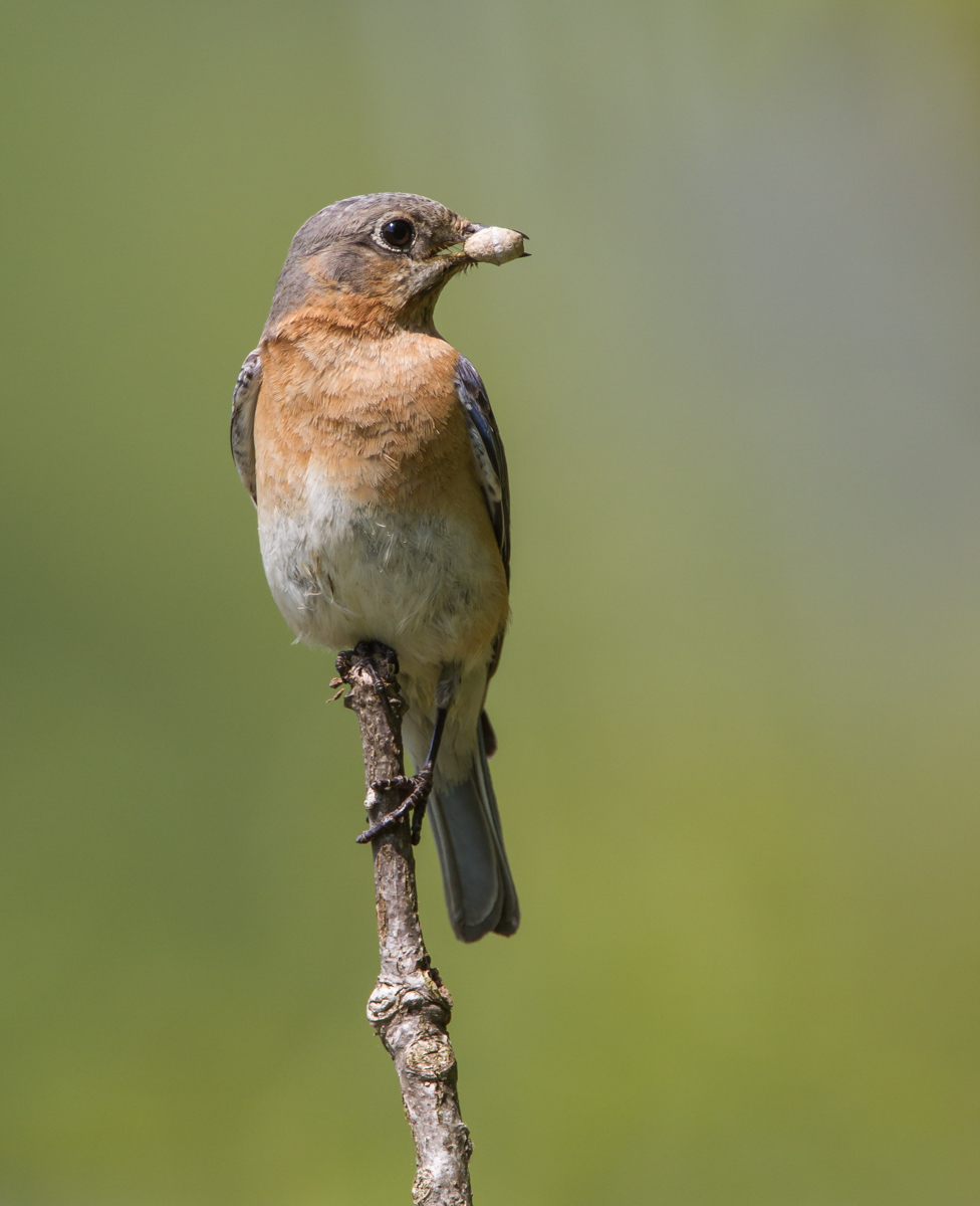 Bluebird with mystery item