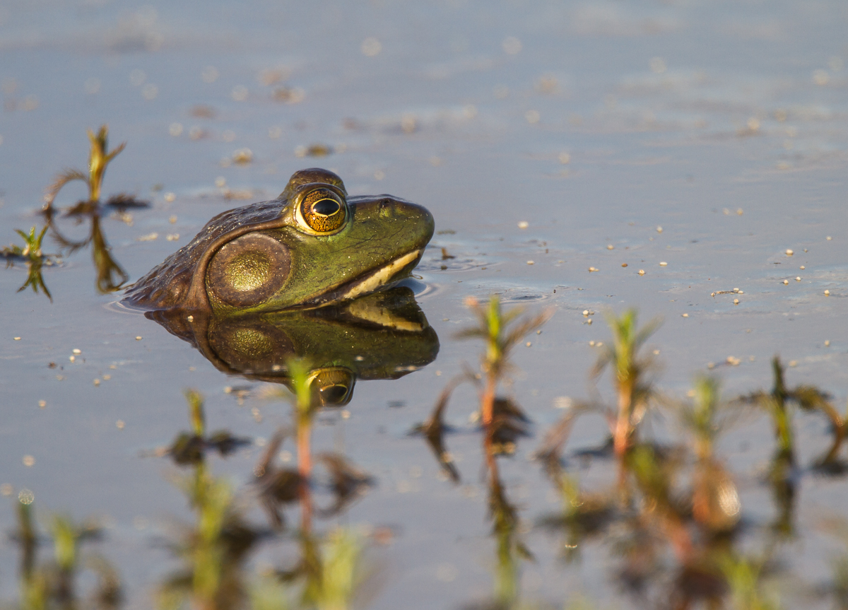 Bullfrog head 2