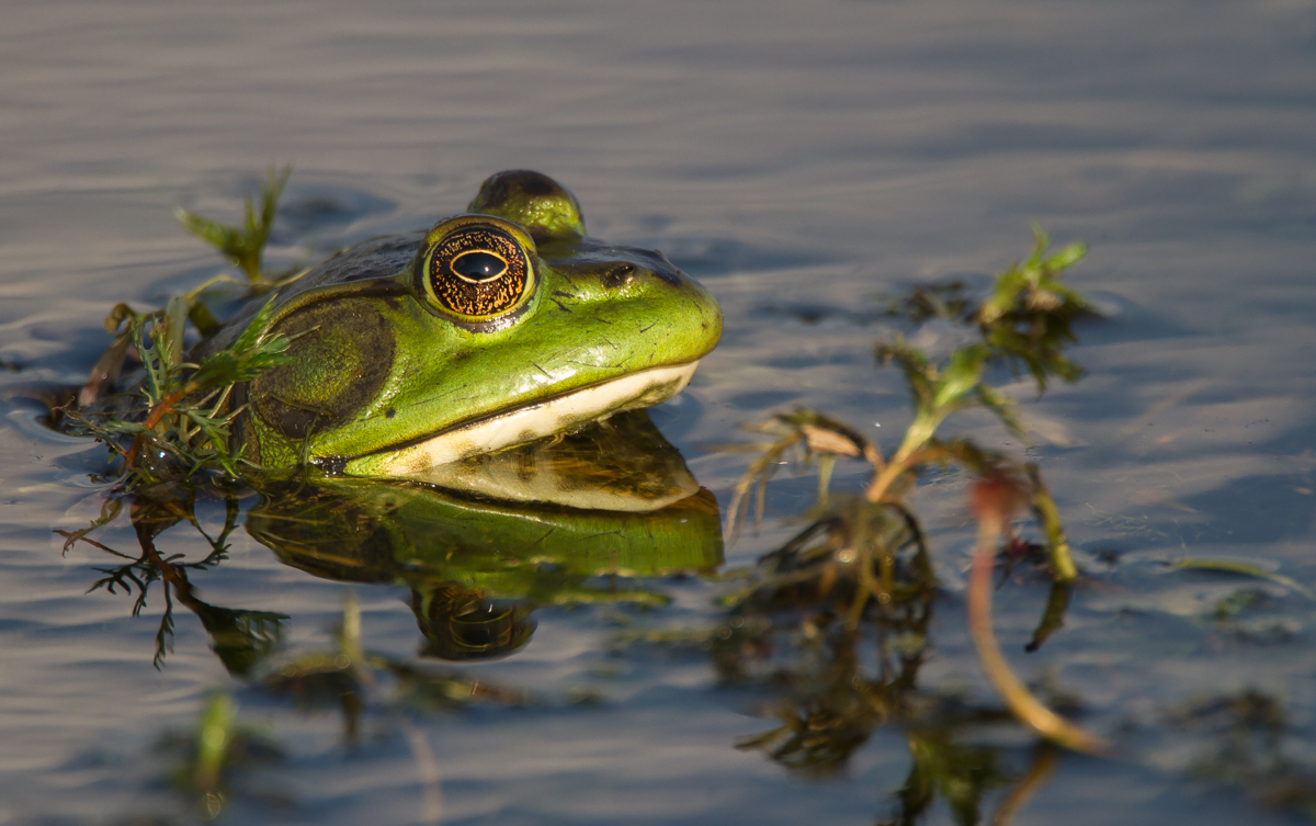 Bullfrog head