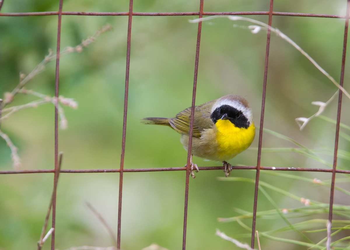 Common Yellowthroat male on fence