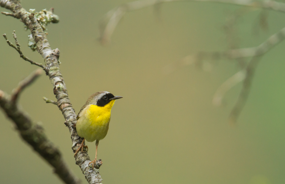 Common Yellowthroat male on twig 1