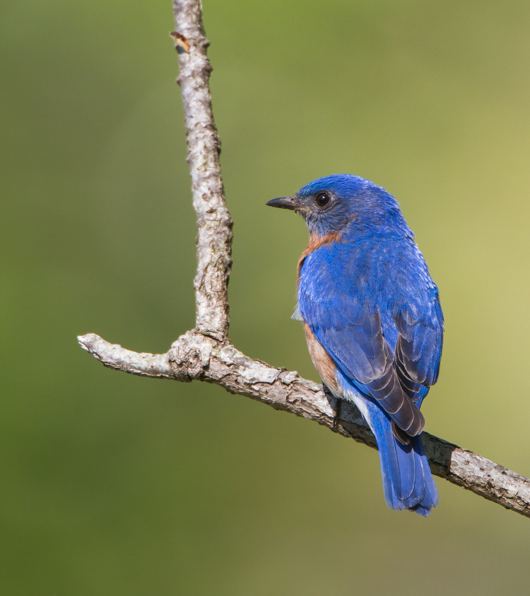 Eastern Bluebird male
