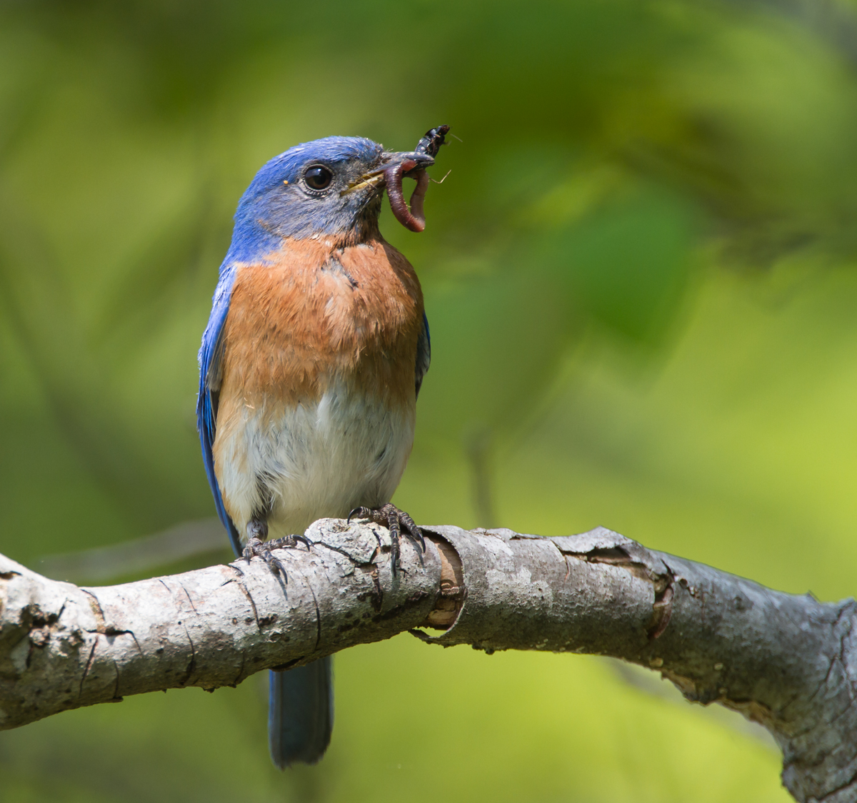 Eastern Bluebird with worm and beetle