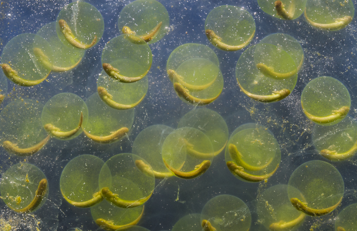 egg mass before hatching flash