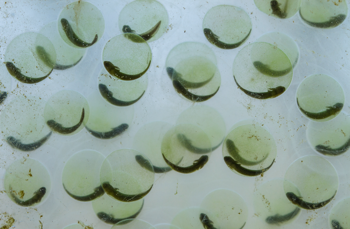 egg mass before hatching