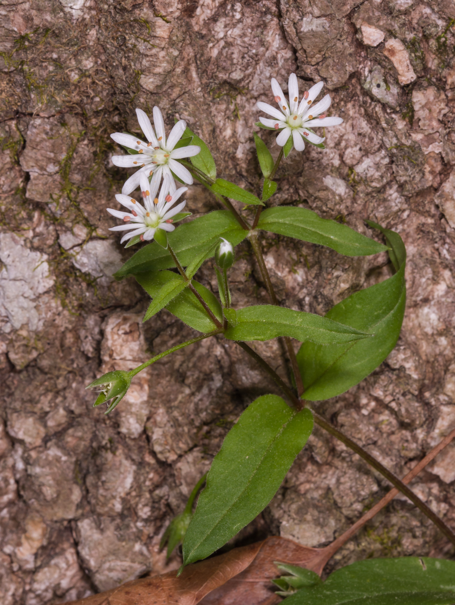 Giant Chickweed against tree trunk