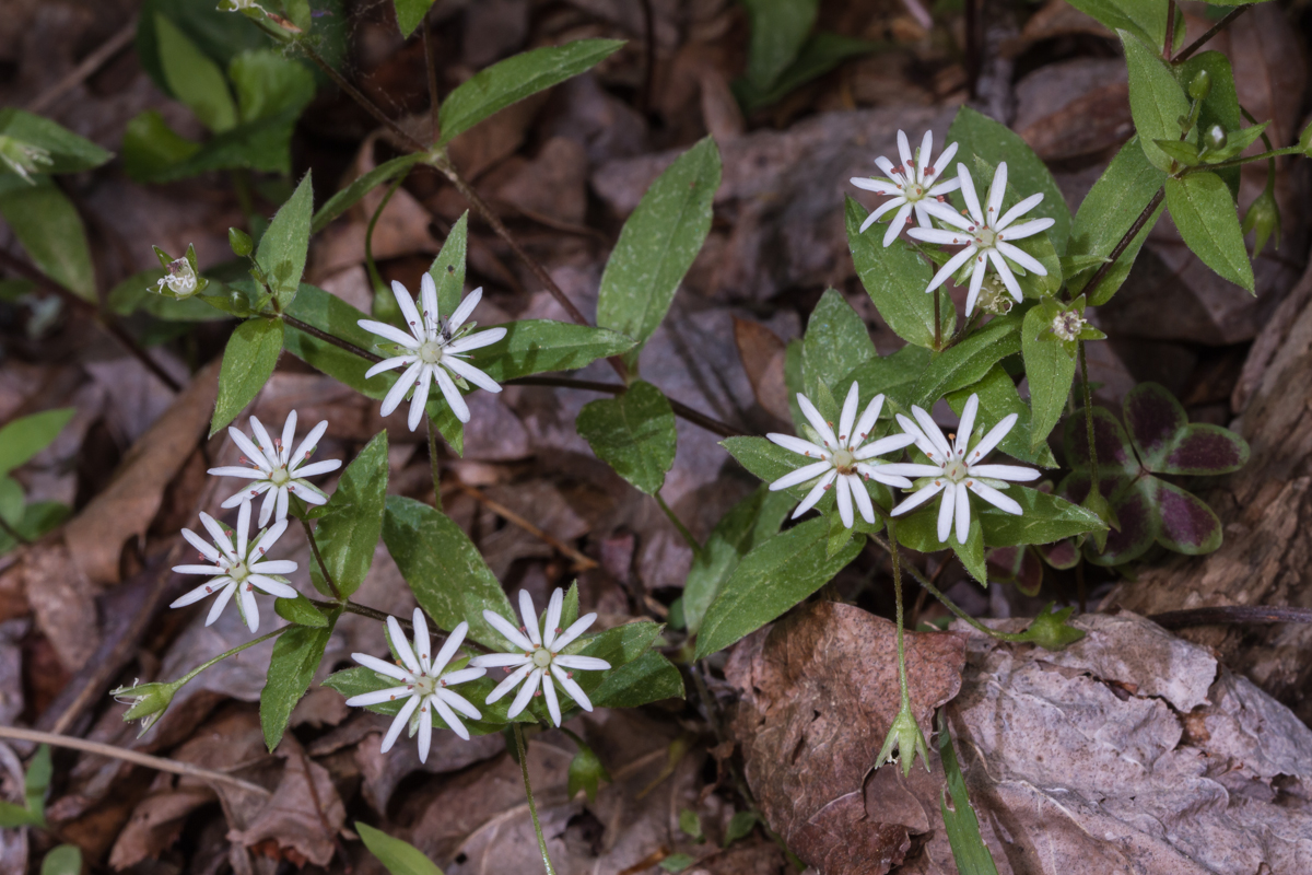 Giant Chickweed
