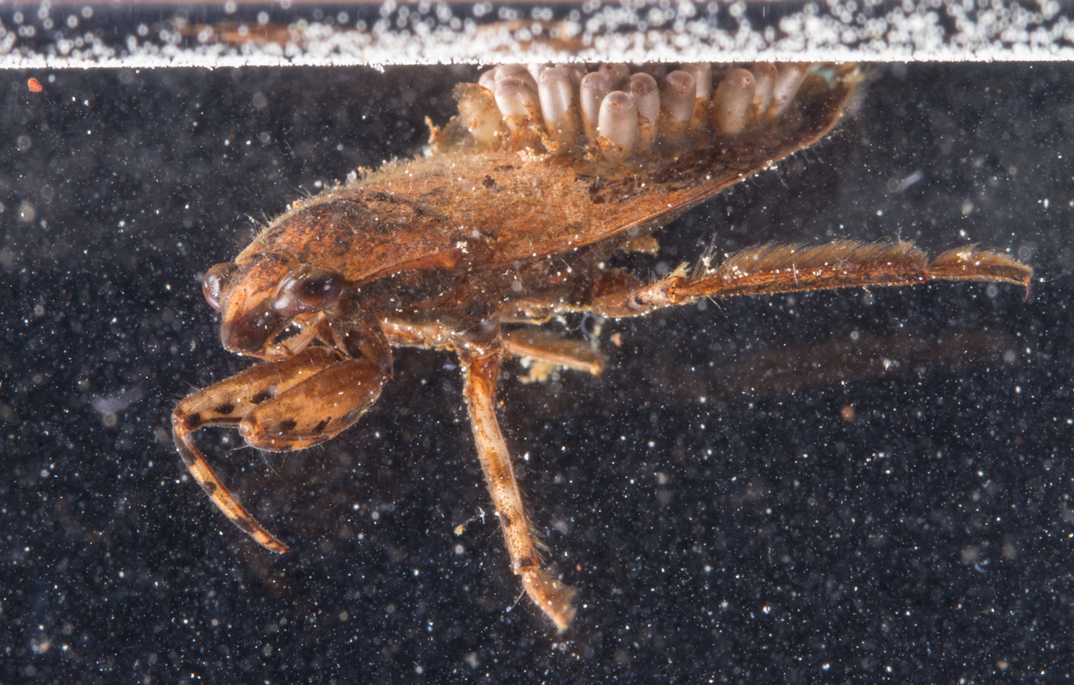 Giant Water Bug at water surface