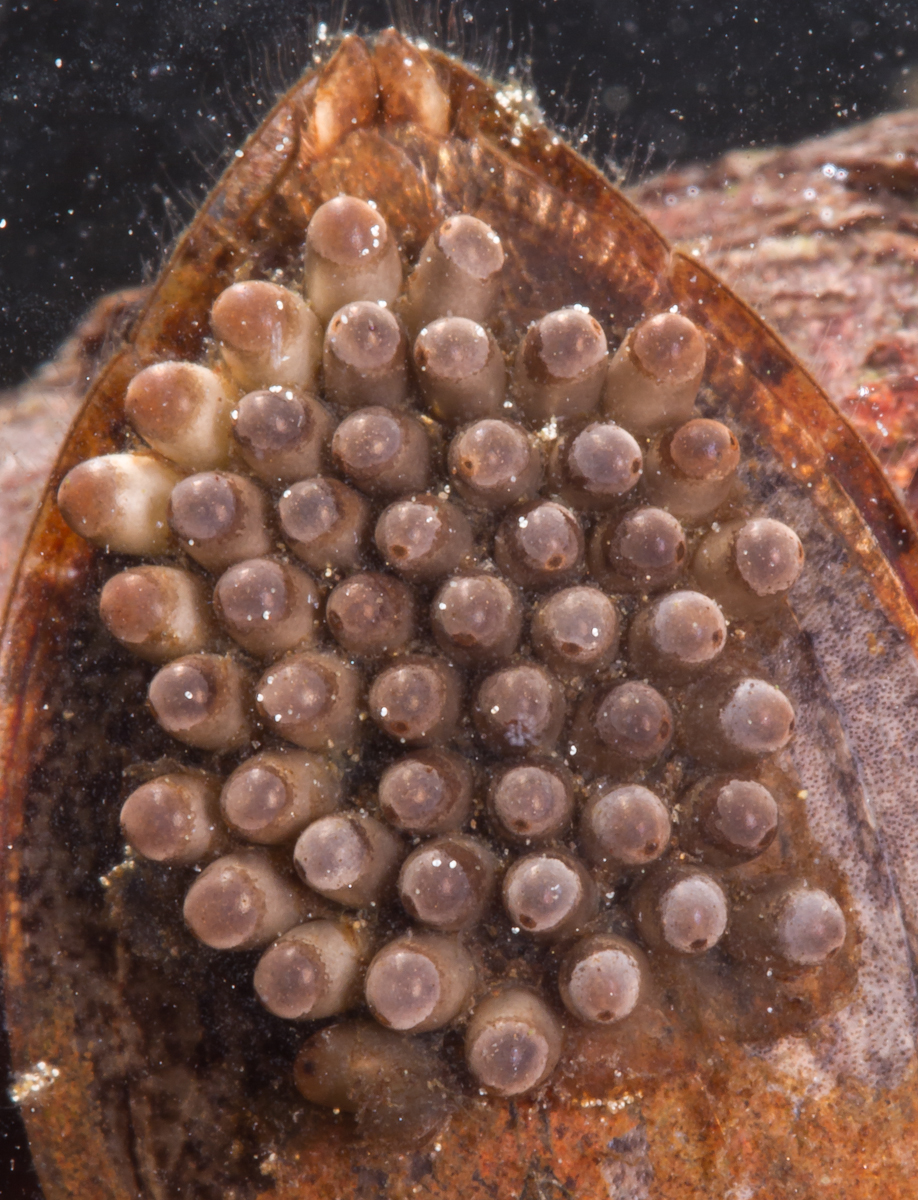 Giant Water Bug with eggs on back close up of eggs
