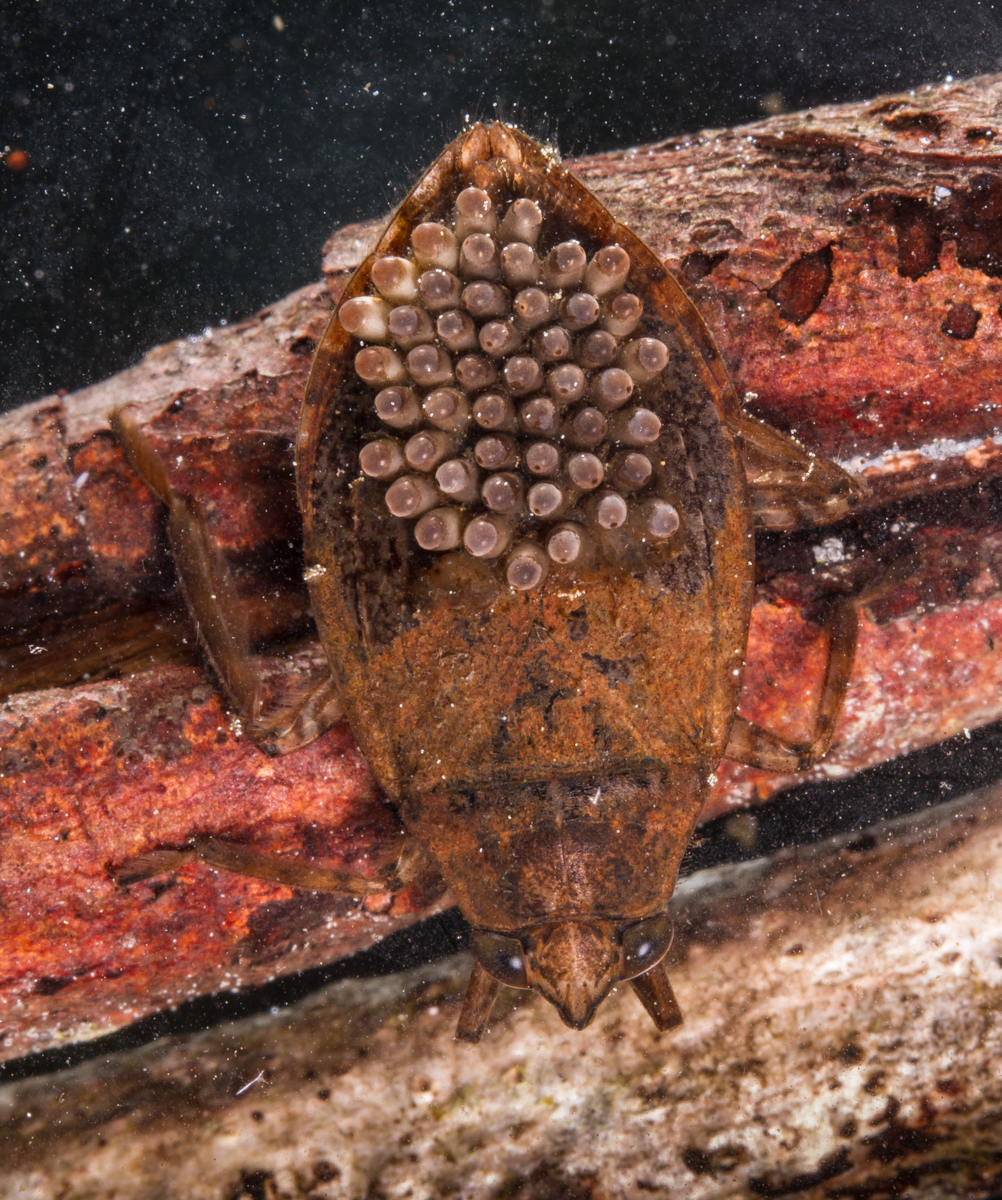 Giant Water Bug with eggs on back