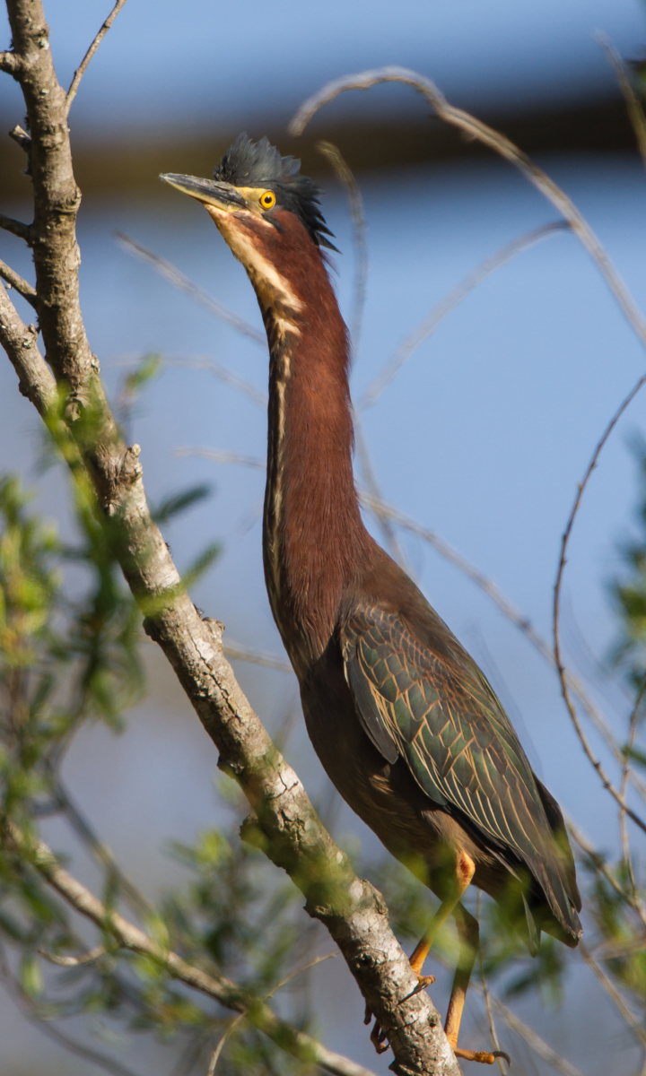 Green Heron