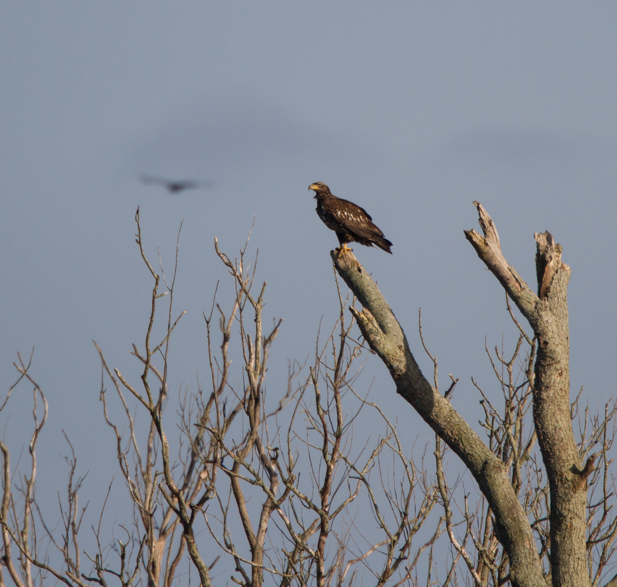 Immature Bald Eagle