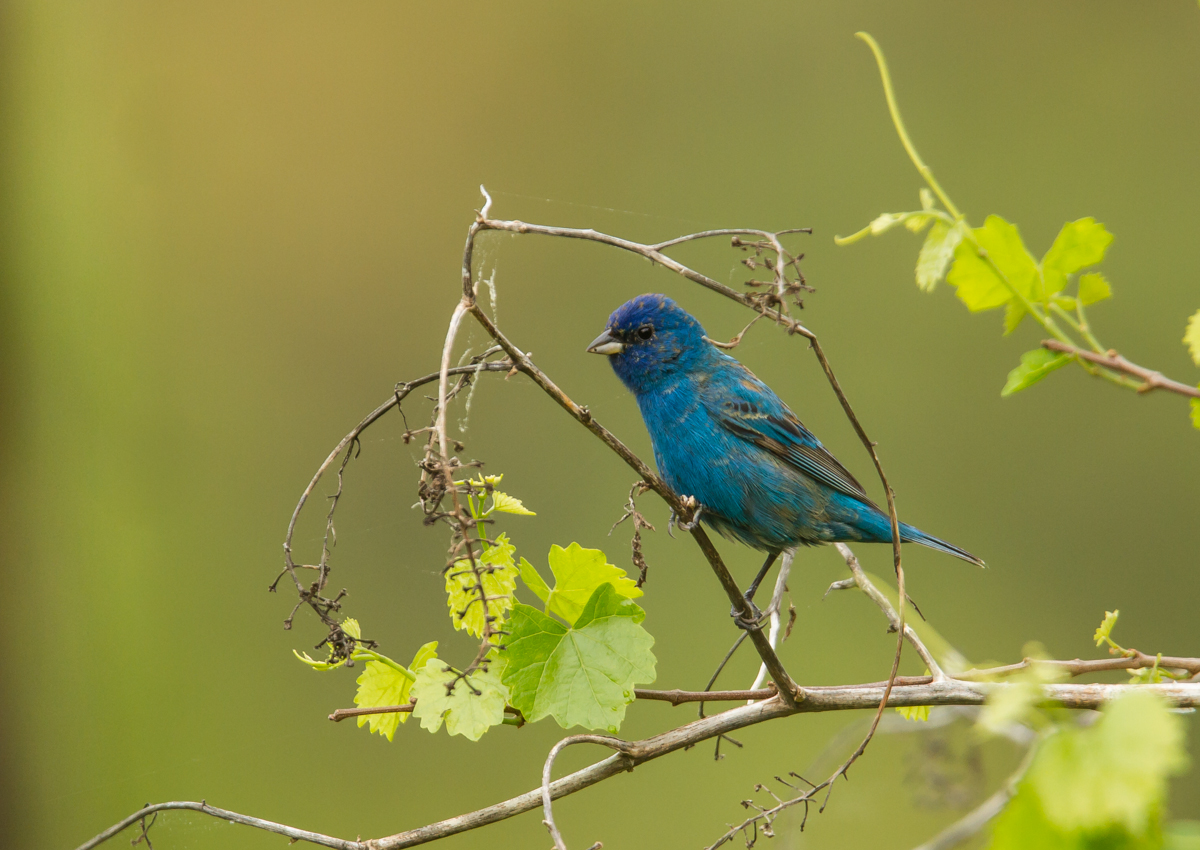 Indigo Bunting on grape vine 1