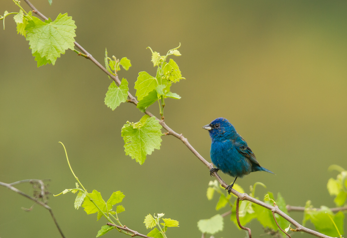 Indigo Bunting on grape vine