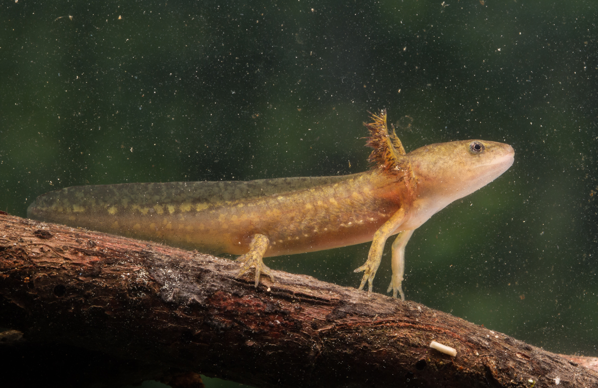 Marbled Salamander larva