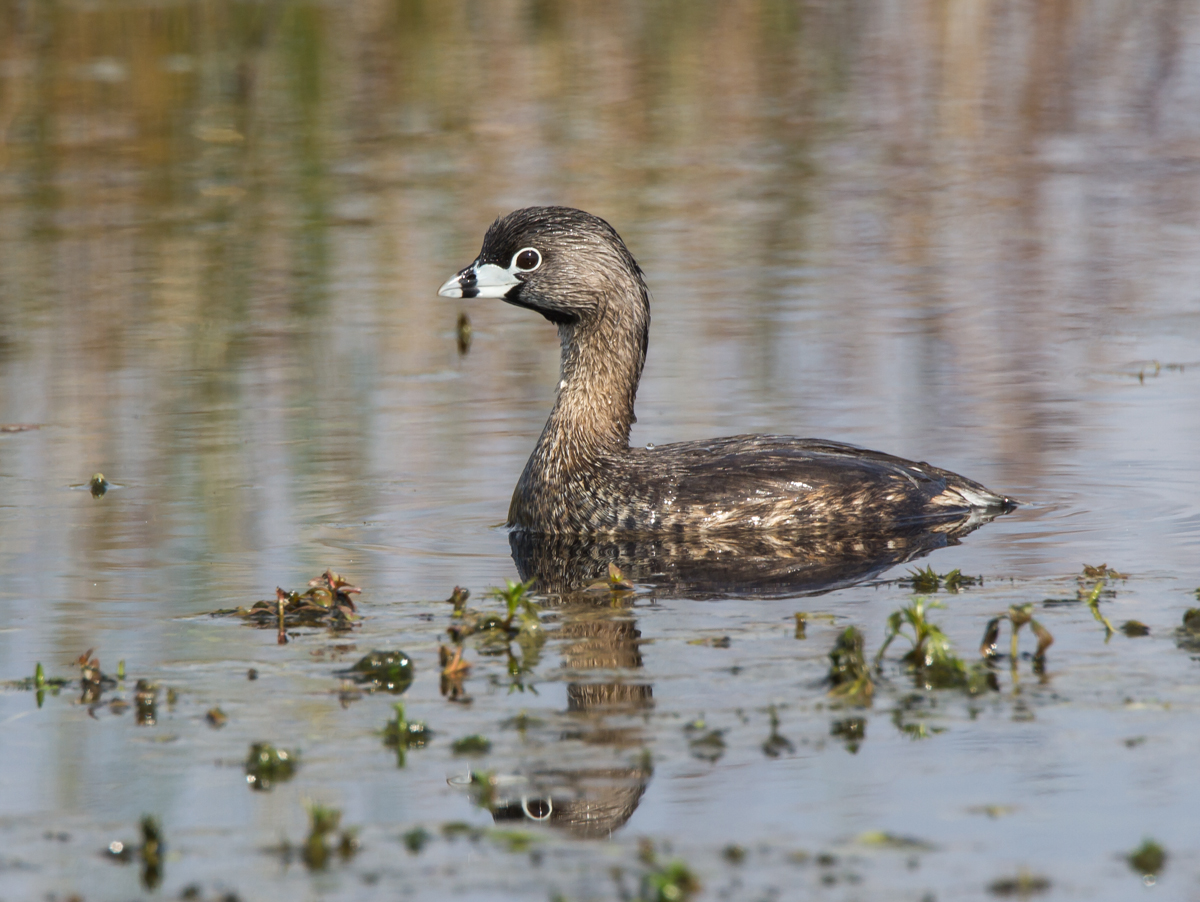 Pied-billed Grebe 1